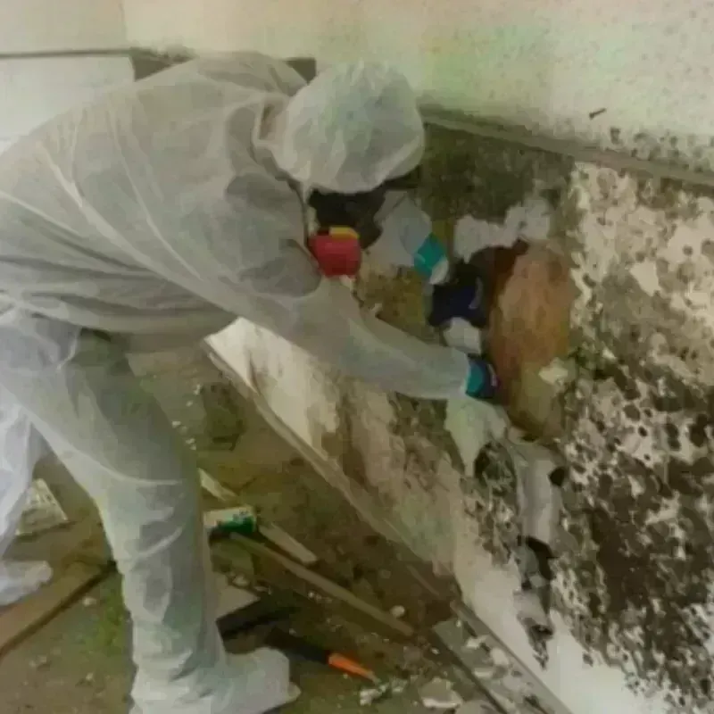 Mold Remediation and Removal in Franklin, VA